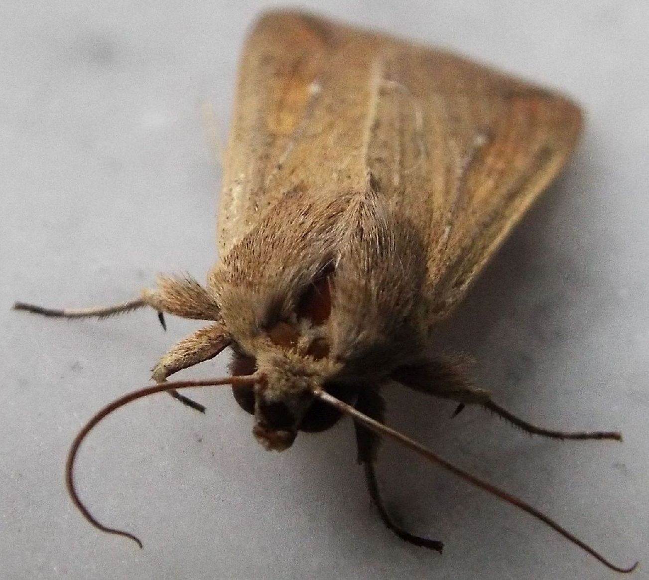 Mythimna unipuncta  (Noctuidae)
